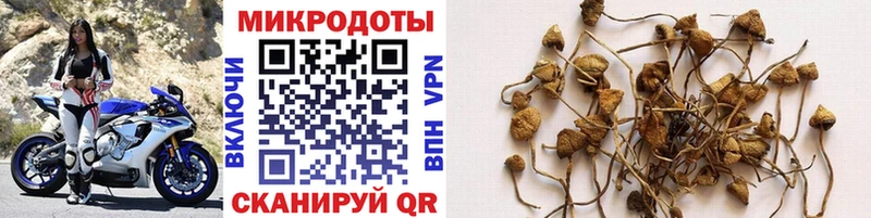 Галлюциногенные грибы Psilocybe  купить   Воскресенск 